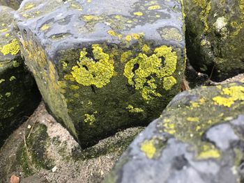 Close-up of yellow moss on rock