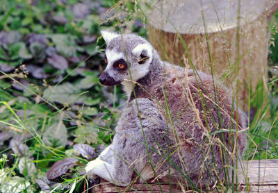 Portrait of a lemur on a field