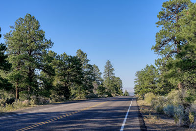 Empty road along trees