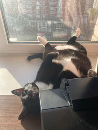 Cat looking through window at home