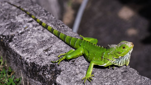 Close-up of lizard on leaf