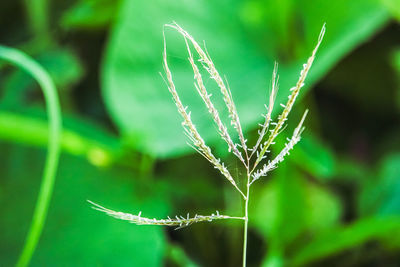Close-up of plant growing on field