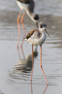 Close-up of bird on lake