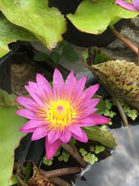 Close-up of pink lotus water lily
