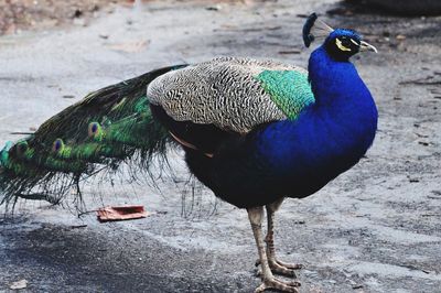 Close-up of peacock