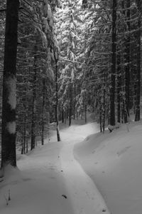 Trees in snow covered forest