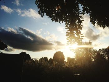 Low angle view of silhouette trees on field against sky