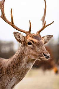 Close-up of deer