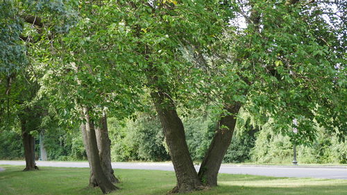 Trees on landscape