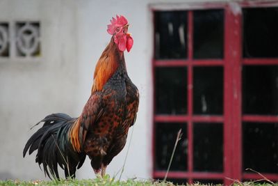 Close-up of a rooster