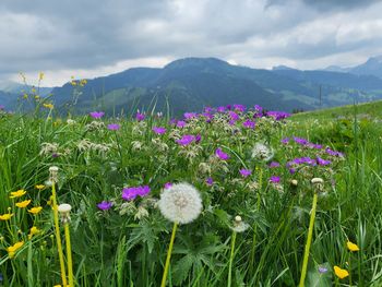 Close-up of purple flowering plants on field against sky