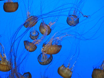 View of jellyfish swimming in sea