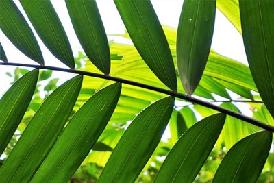 Close-up of green leaves