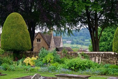 Trees and buildings against sky
