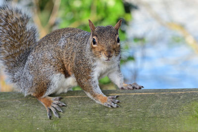 Portrait of a grey squirrel sitting on a fence 