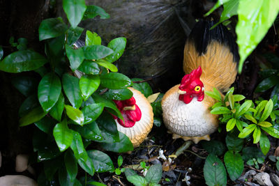 High angle view of rooster by plants