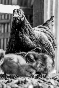 Close-up of hen and chicks