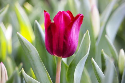 Close-up of pink tulip