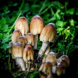 Close-up of mushrooms growing on field