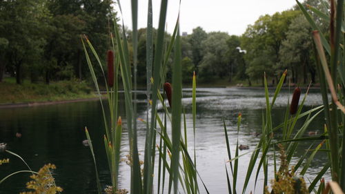 Scenic view of lake