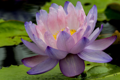 Close-up of lotus water lily in lake