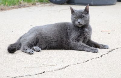 Portrait of cat lying down on floor