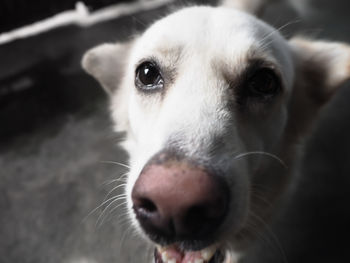 Close-up portrait of dog