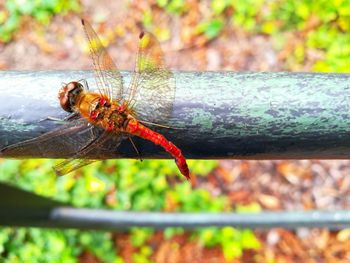 Close-up of dragonfly on plant