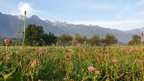 Scenic view of flowering plants on field against sky