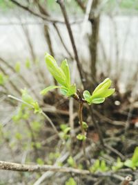 Close-up of fresh green plant