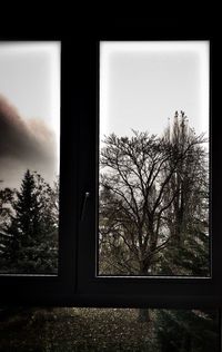 Trees seen through window