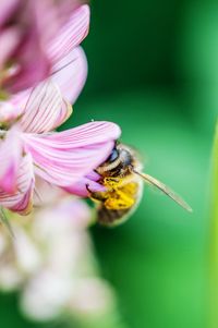 Close-up of bee pollinating on pink flower