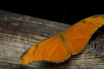 Butterfly on leaf