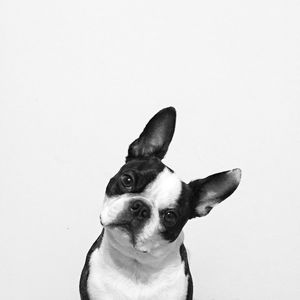 Portrait of dog over white background