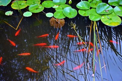 High angle view of koi fish in pond