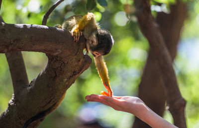 Close-up of a squirrel on tree