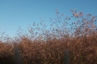 Low angle view of flower trees against clear sky