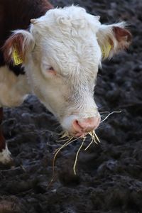 High angle view of cow