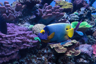 Close-up of fish swimming underwater