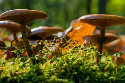 Close-up of mushrooms growing on field