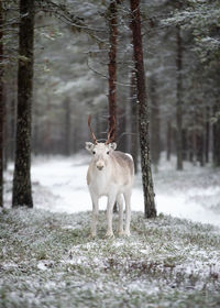 Portrait of reindeer standing in forest