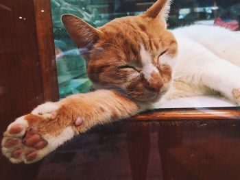 Close-up of cat sleeping on wood seen through window