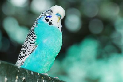 Close-up of parrot perching on leaf