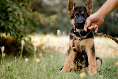 Funny german shepherd holds a leash in his mouth and does not want to give looking at his friend man