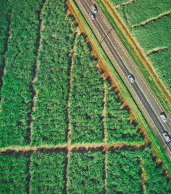 High angle view of agricultural field