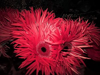 Close-up of red flowers blooming outdoors