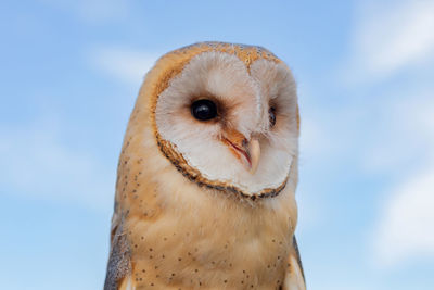 Close-up portrait of owl against sky