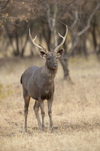 Portrait of deer standing on field