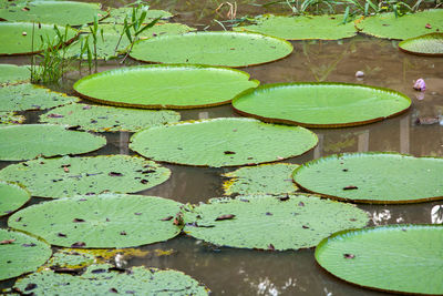 Lotus leaves floating in pond