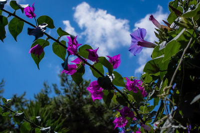 Low angle view of pink flowers blooming against sky